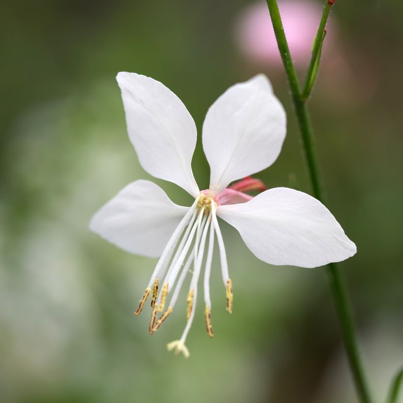 Prachtkerze Steffi White - Gaura lindheimeri (Flowering)