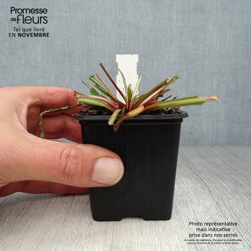 Example of Prachtkerze Summer Breeze - Gaura lindheimeri Kleine Töpfe von 8/9 cm as you get in automne