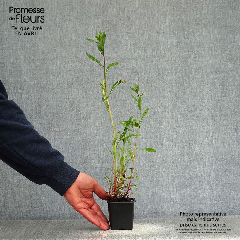 Exemplar von Prachtkerze Summer Breeze - Gaura lindheimeri Kleine Töpfe von 8/9 cm wie im Frühjahr geliefert