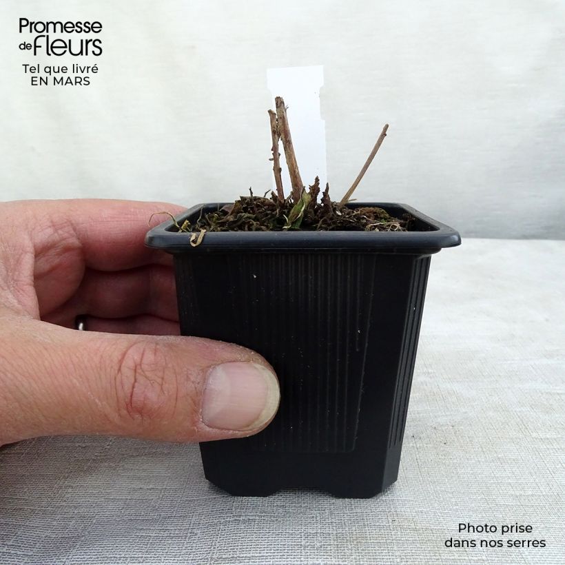 Exemplar von Prachtkerze Summer Breeze - Gaura lindheimeri Kleine Töpfe von 8/9 cm wie im Winter geliefert