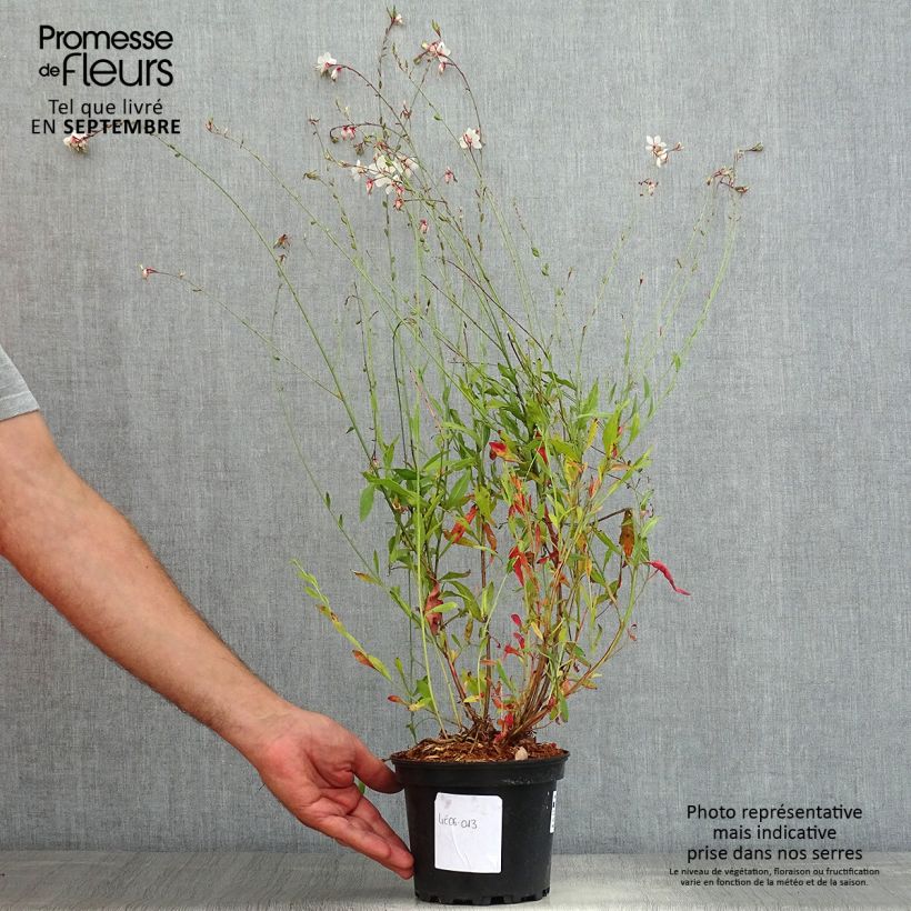 Example of Prachtkerze Summer Breeze - Gaura lindheimeri Topf mit 2L/3L as you get in ete