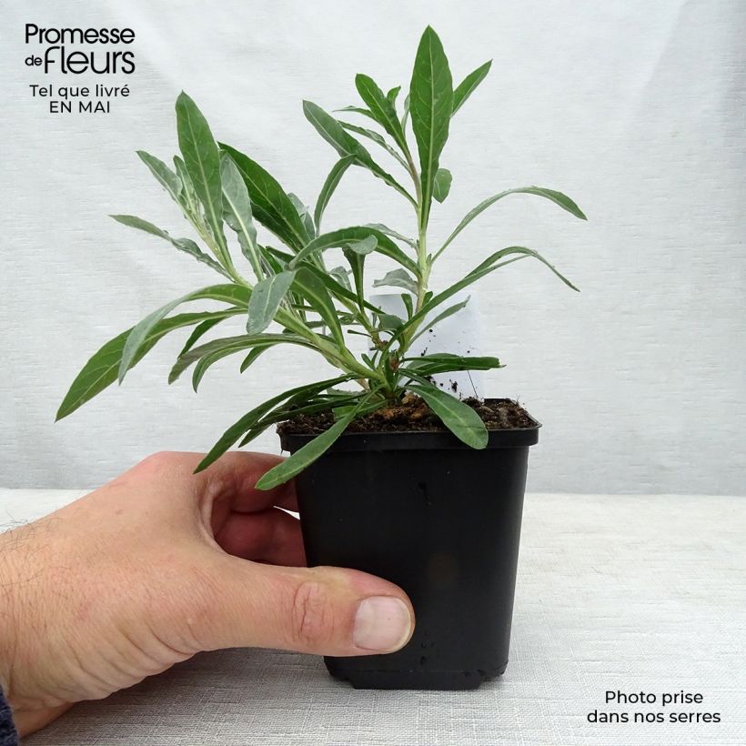 Exemplar von Prachtkerze Whirling Butterflies - Gaura lindheimeri Kleine Töpfe von 8/9 cm wie im Frühjahr geliefert