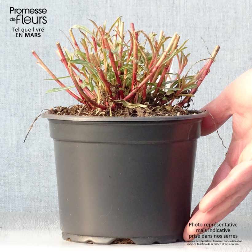Exemplar von Prachtkerze Whirling Butterflies - Gaura lindheimeri Topf mit 2L/3L wie im Frühjahr geliefert