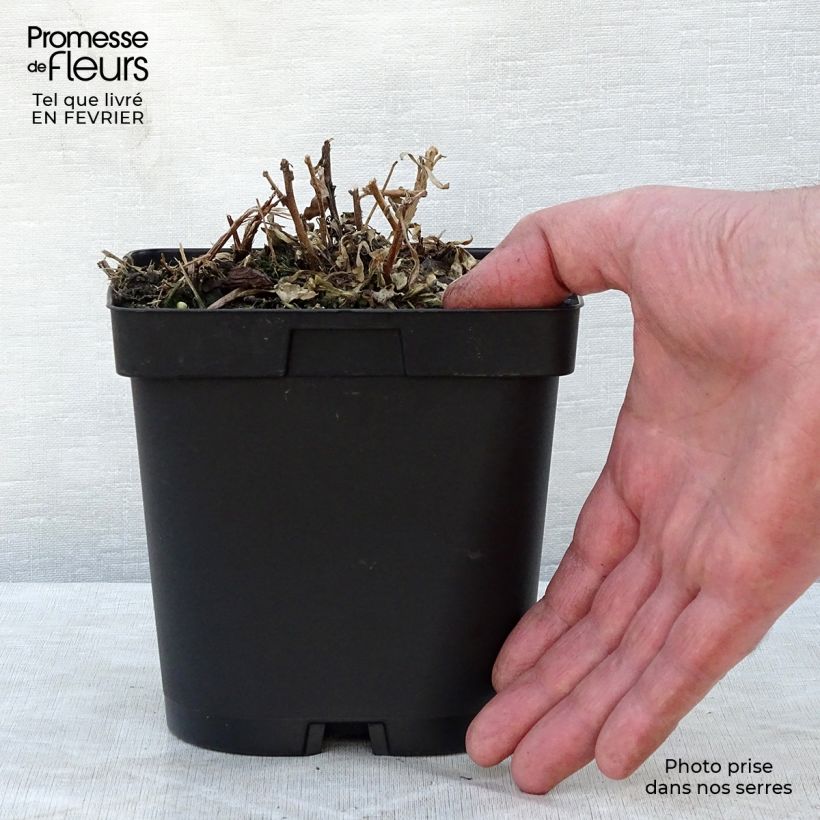 Exemplar von Prachtkerze Snowstorm - Gaura lindheimeri Topf mit 2L/3L wie im Winter geliefert