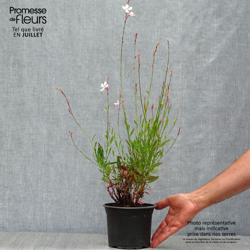 Example of Prachtkerze Snowstorm - Gaura lindheimeri Topf mit 2L/3L as you get in ete