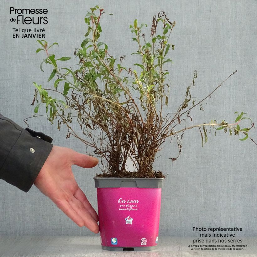 Exemplar von Prachtkerze Siskiyou pink - Gaura lindheimeri Topf mit 2L/3L wie im Winter geliefert