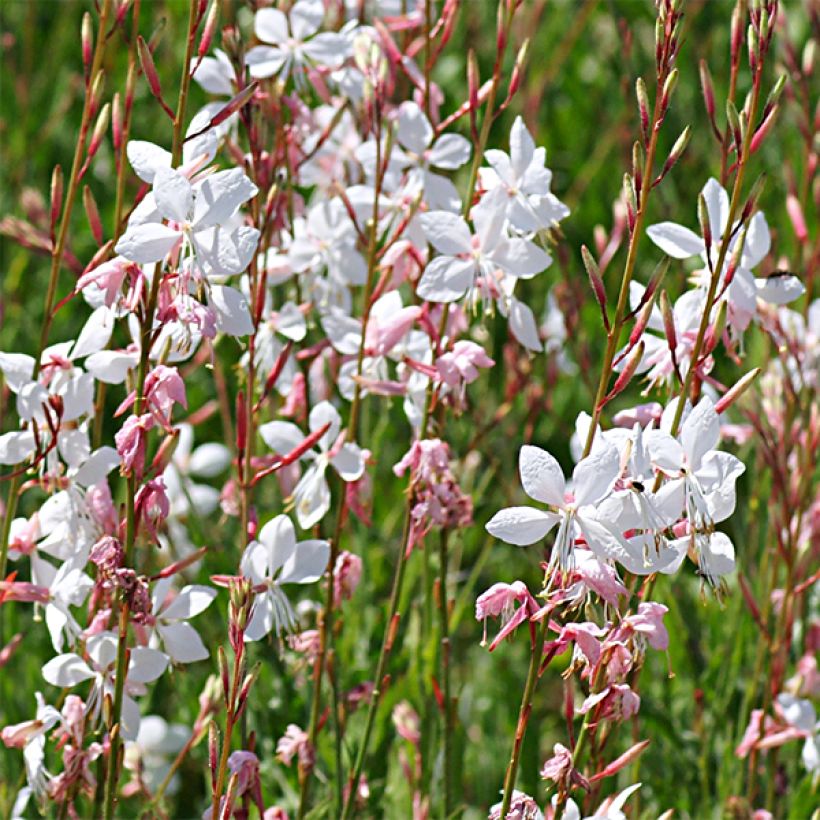 Prachtkerze Crimson Elegance - Gaura lindheimeri (Flowering)