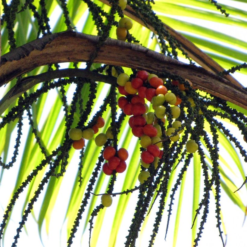 Gaussia maya - Palme (Harvest)