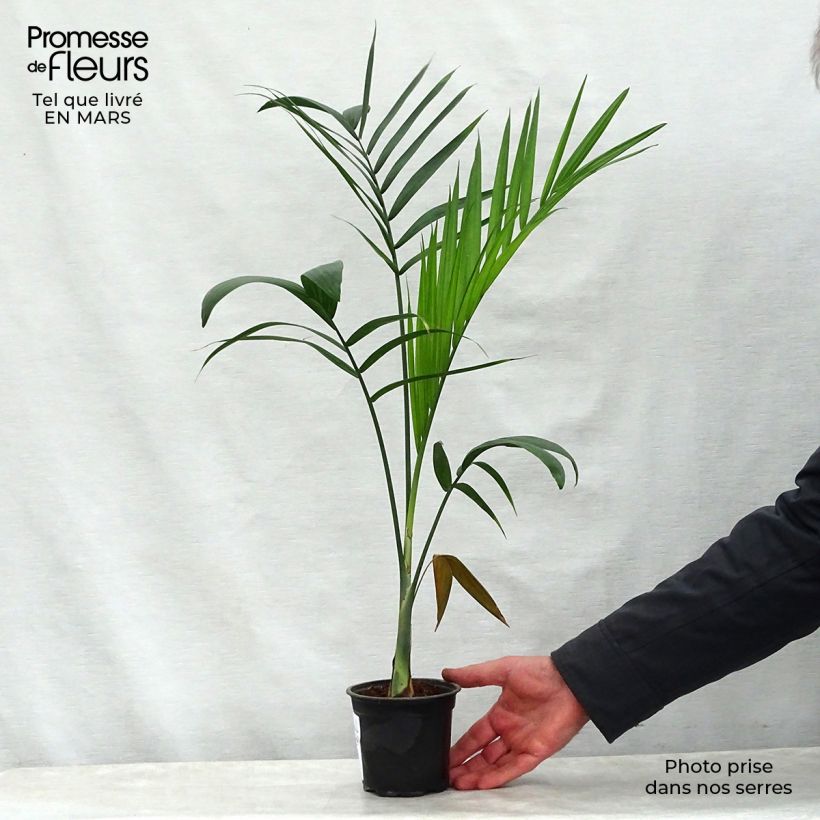 Example of Gaussia maya - Palme Topf 12 cm / 13 cm as you get in printemps