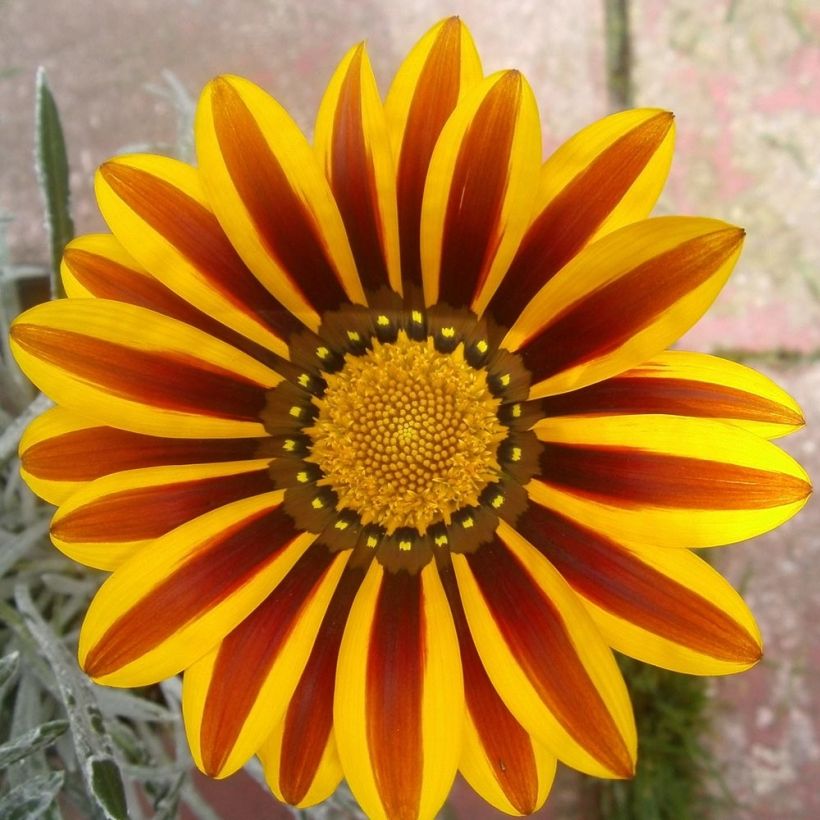 Gazanie Big Kiss Yellow Flame - Gazania (Flowering)
