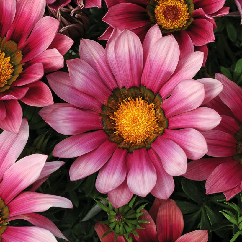 Gazanie New Day Pink Shades - Gazania (Flowering)