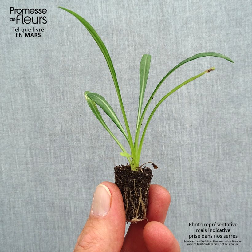 Example of Gazanie New Day Pink Shades - Gazania Mini-Plug Ø 3/4 cm as you get in printemps