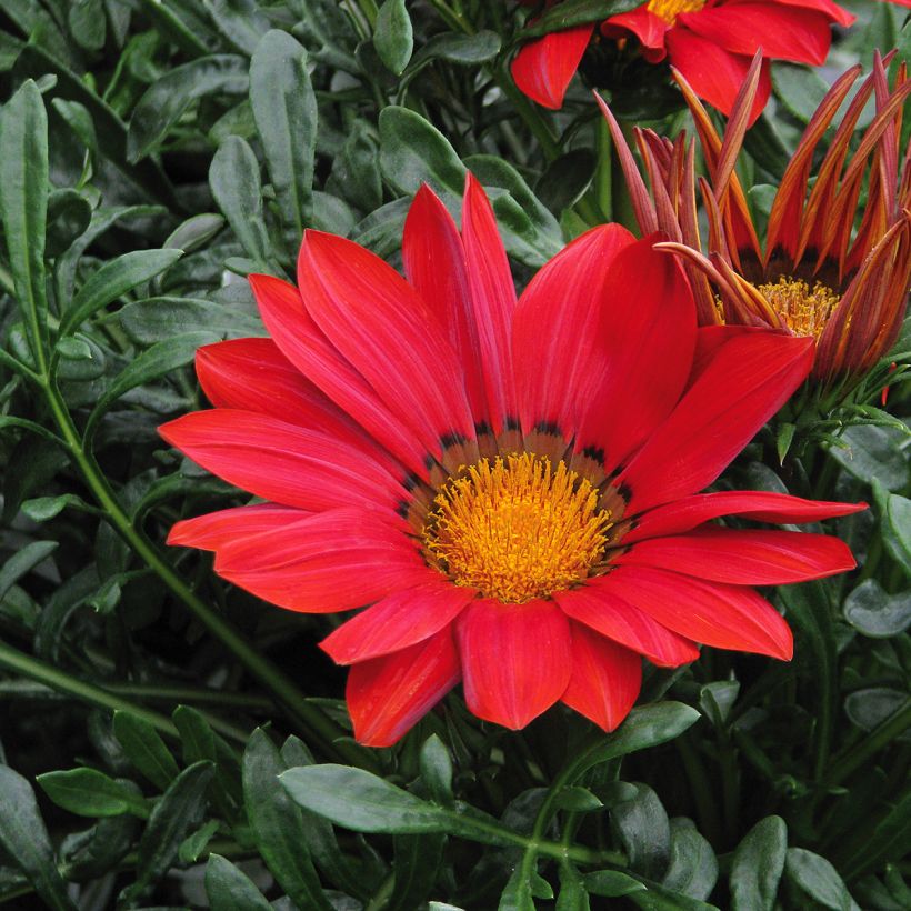 Gazanie New Day Red Shades - Gazania (Flowering)