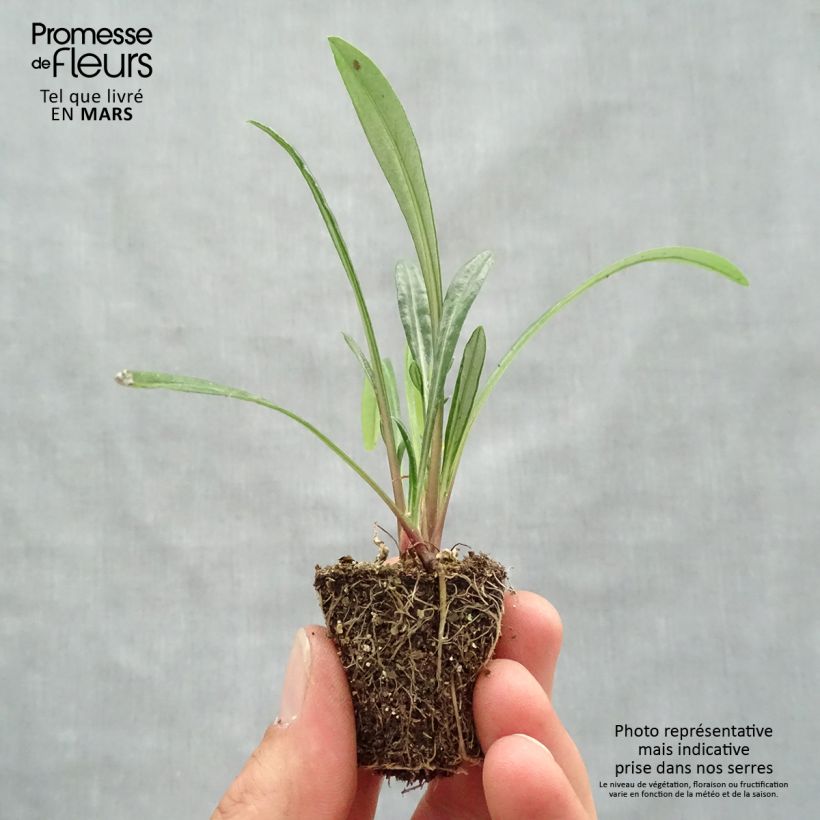 Example of Gazanie New Day Red Shades - Gazania Mini-Plug Ø 3/4 cm as you get in printemps