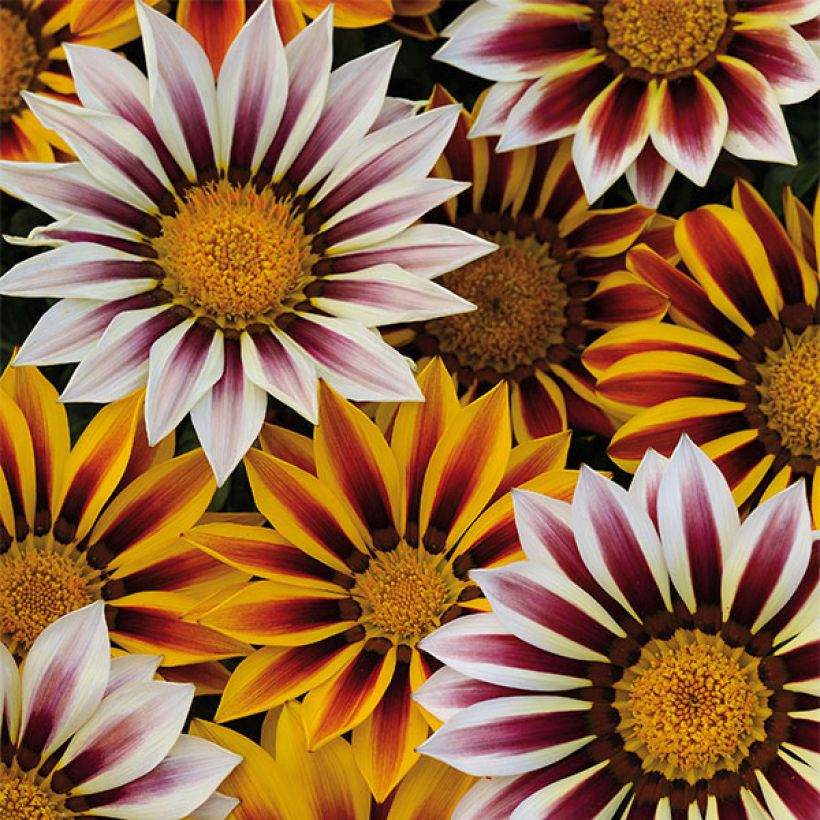 Gazanie Big Kiss White Flame - Gazania (Flowering)