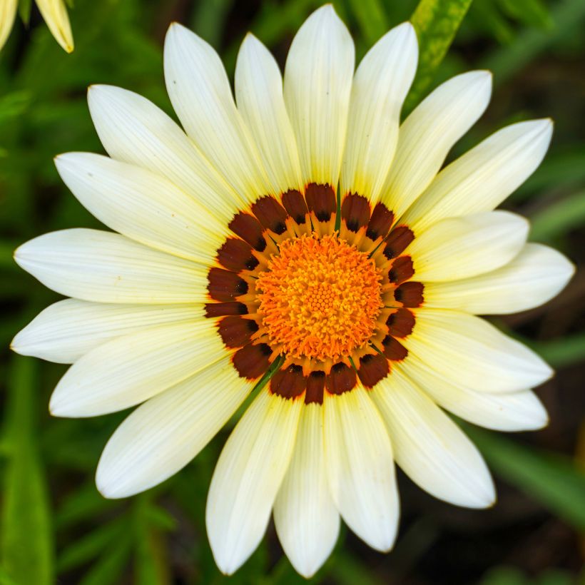 Gazanie New Day White - Gazania (Flowering)