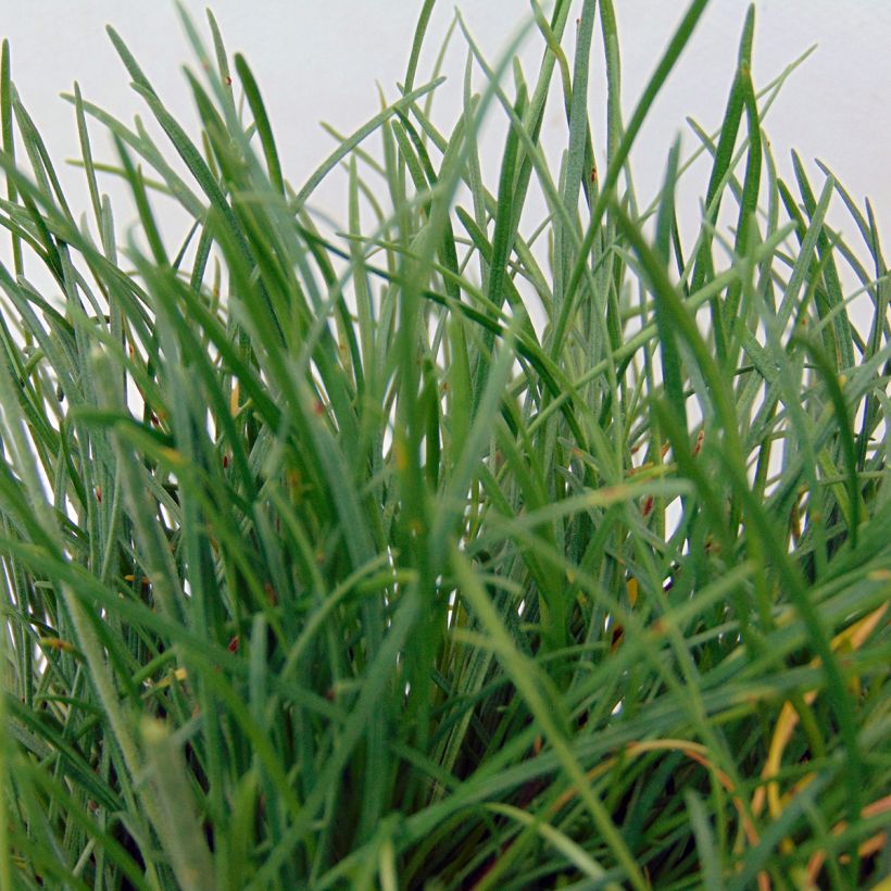 Armeria maritima Düsseldorfer Stolz - Strand-Grasnelke (Foliage)