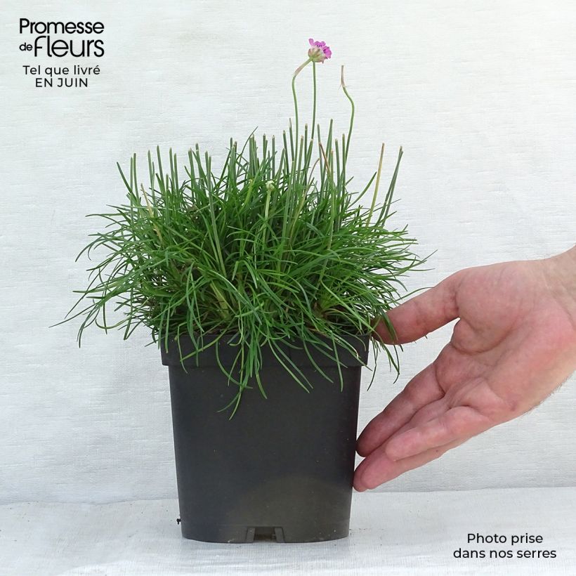 Example of Armeria maritima Düsseldorfer Stolz - Strand-Grasnelke Topf mit 2L/3L as you get in ete