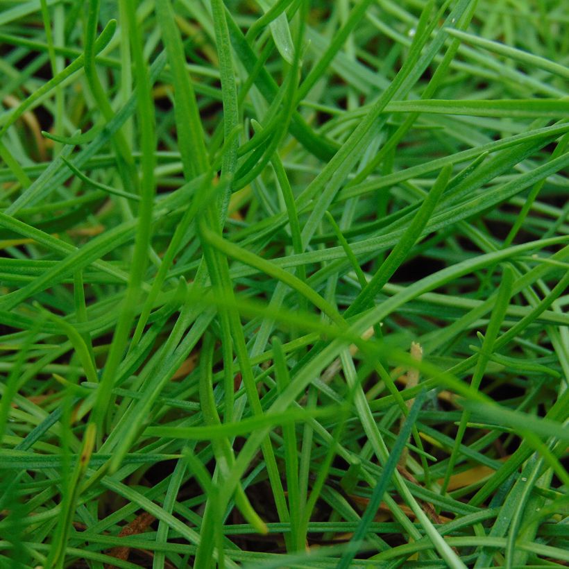 Armeria maritima splendens - Strand-Grasnelke (Foliage)
