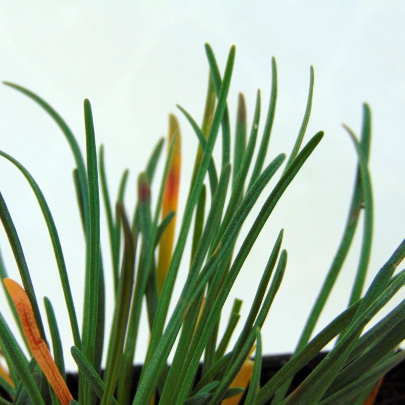 Armeria maritima Vesuvius - Strand-Grasnelke (Foliage)