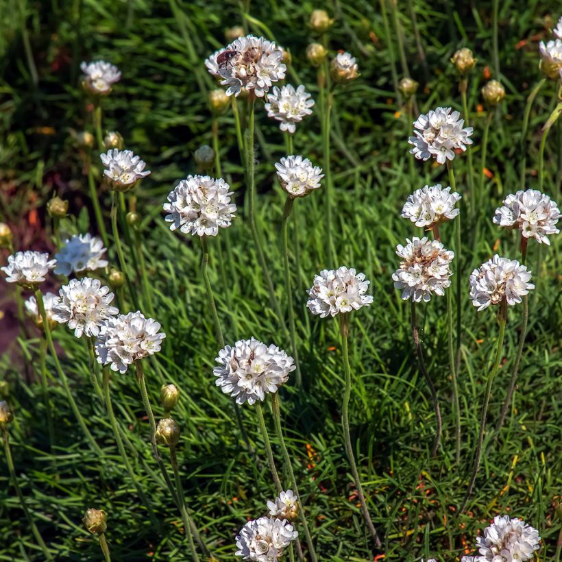 Armeria maritima Alba - Strand-Grasnelke (Flowering)