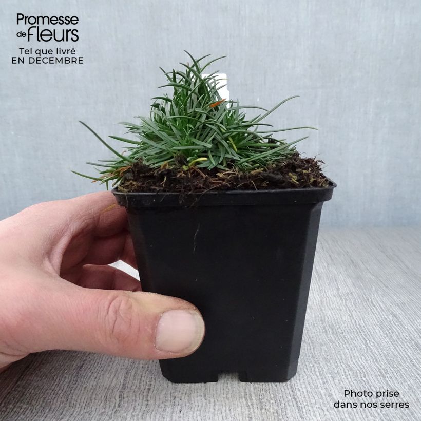 Exemplar von Armeria maritima Rosea - Strand-Grasnelke Kleine Töpfe von 8/9 cm wie im Winter geliefert