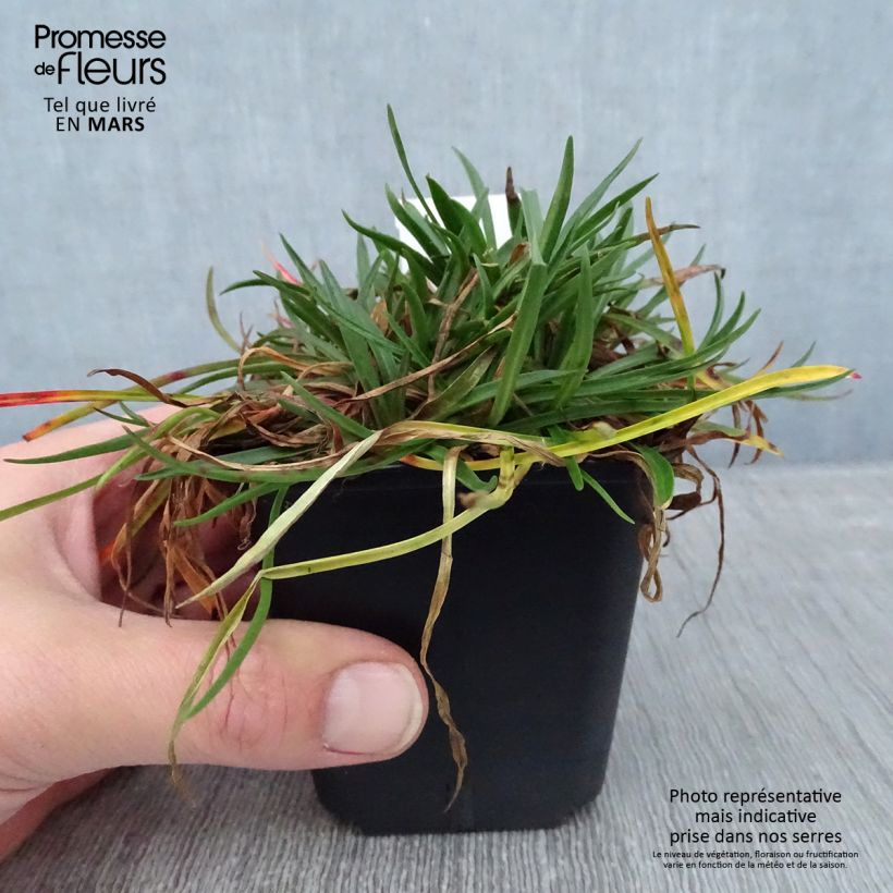 Exemplar von Armeria Ornament - Strand-Grasnelke Kleine Töpfe von 8/9 cm wie im Winter geliefert