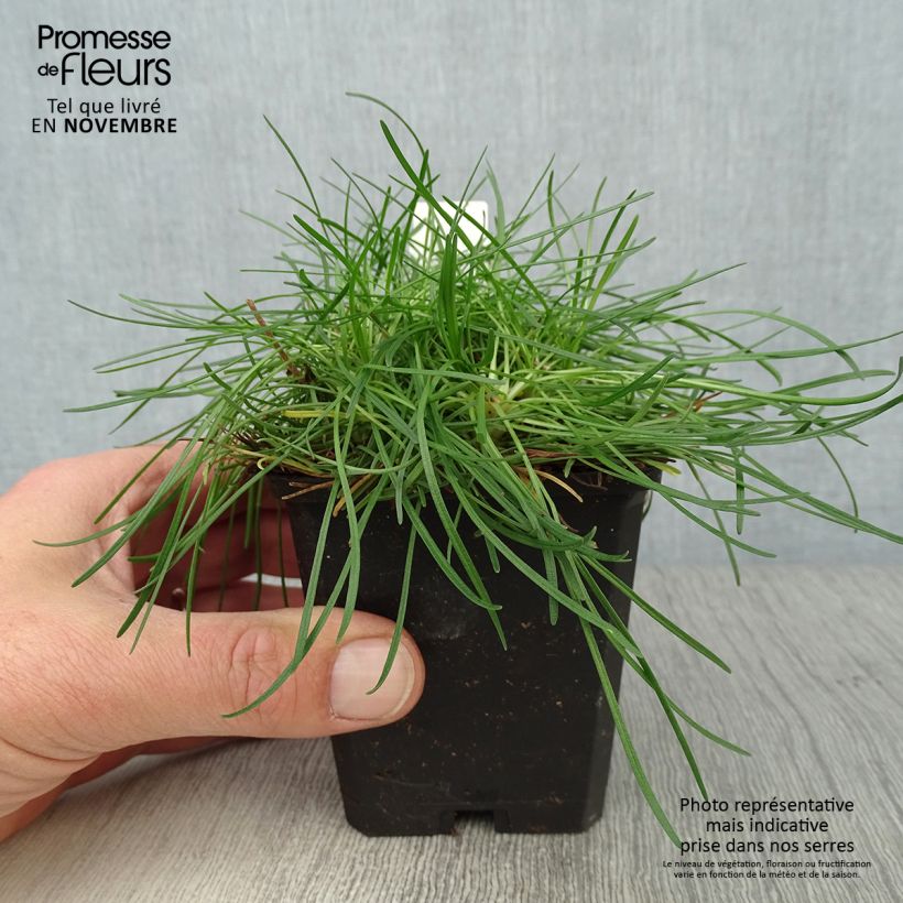 Example of Armeria maritima Rosea - Strand-Grasnelke Kleine Töpfe von 8/9 cm as you get in automne