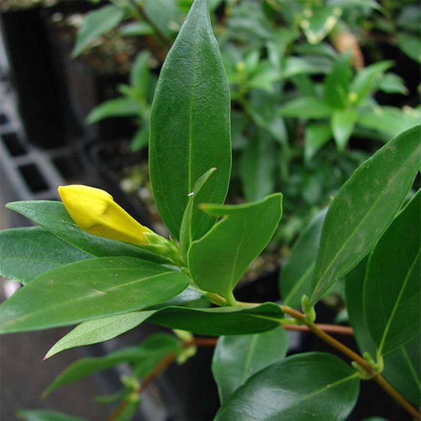 Jasminwurzel - Gelsemium sempervirens (Foliage)
