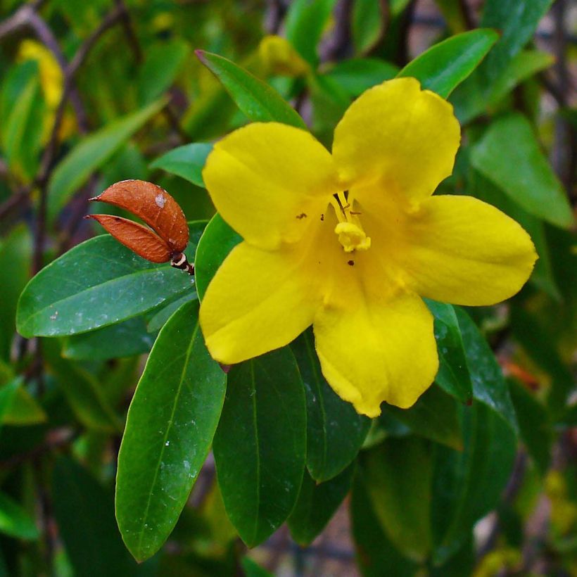 Jasminwurzel - Gelsemium sempervirens (Flowering)