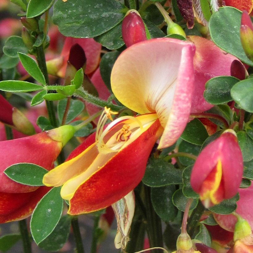 Cytisus Maria Burkwood - Geißklee (Flowering)