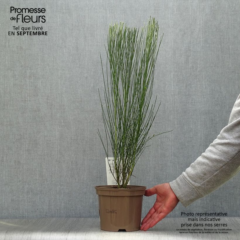 Example of Besenginster Zeelandia - Cytisus procumbens Topf mit 1,5L/2L as you get in automne