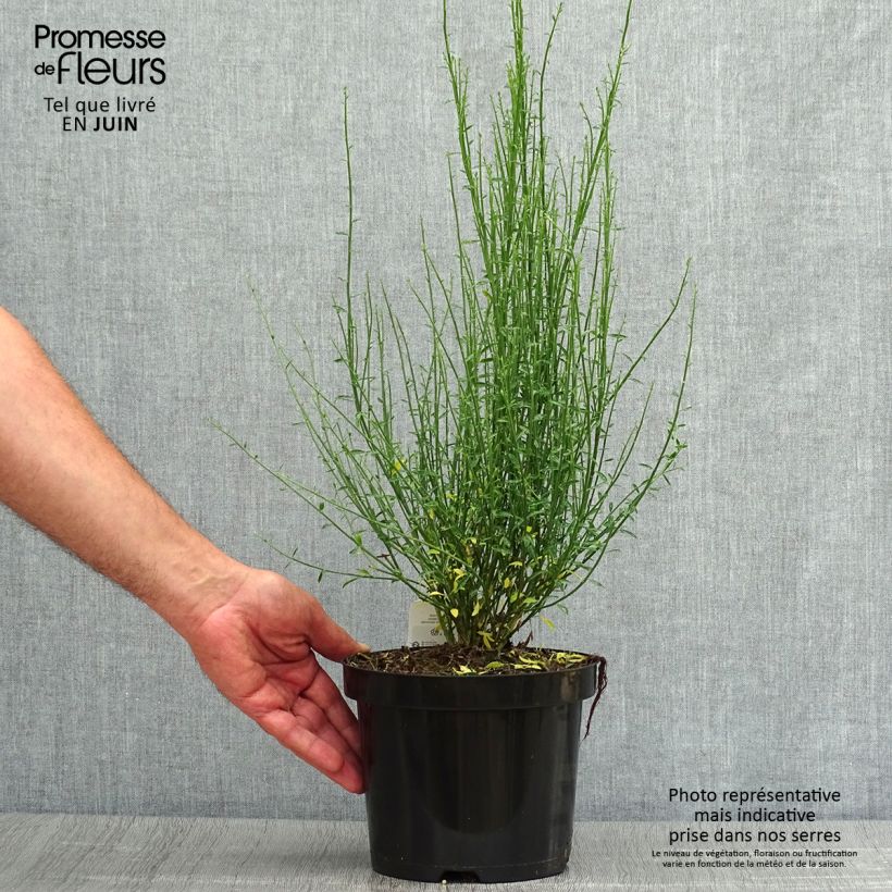 Exemplar von Besenginster Zeelandia - Cytisus procumbens Topf mit 1,5L/2L wie im Sommer geliefert