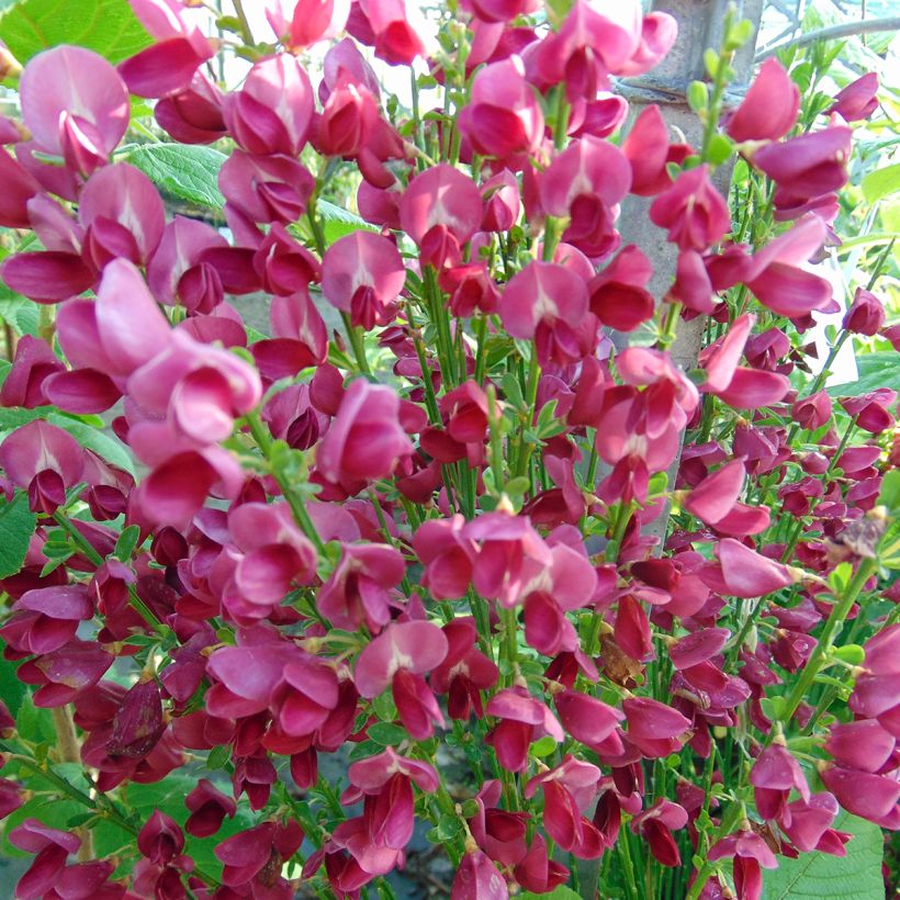 Edelginster Ruby - Cytisus scoparius (Flowering)