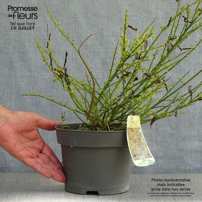 Exemplar von Edelginster Andreanus - Cytisus scoparius Topf mit 2L/3L wie im Sommer geliefert