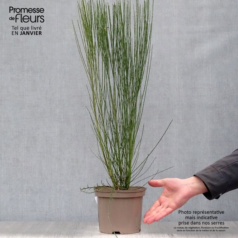 Exemplar von Edelginster Burkwoodii - Cytisus scoparius Topf mit 2L/3L wie im Winter geliefert