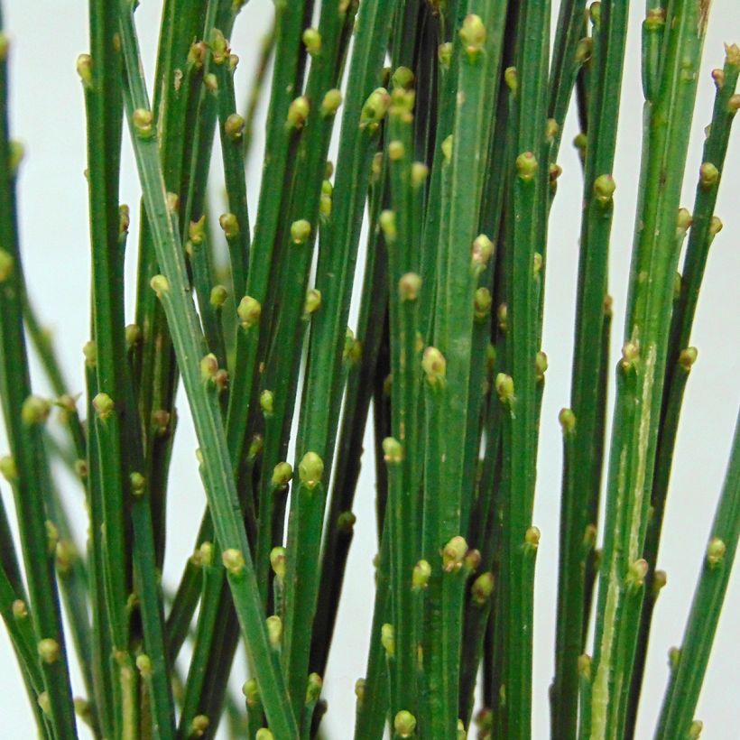 Edelginster Goldfinch - Cytisus scoparius (Foliage)