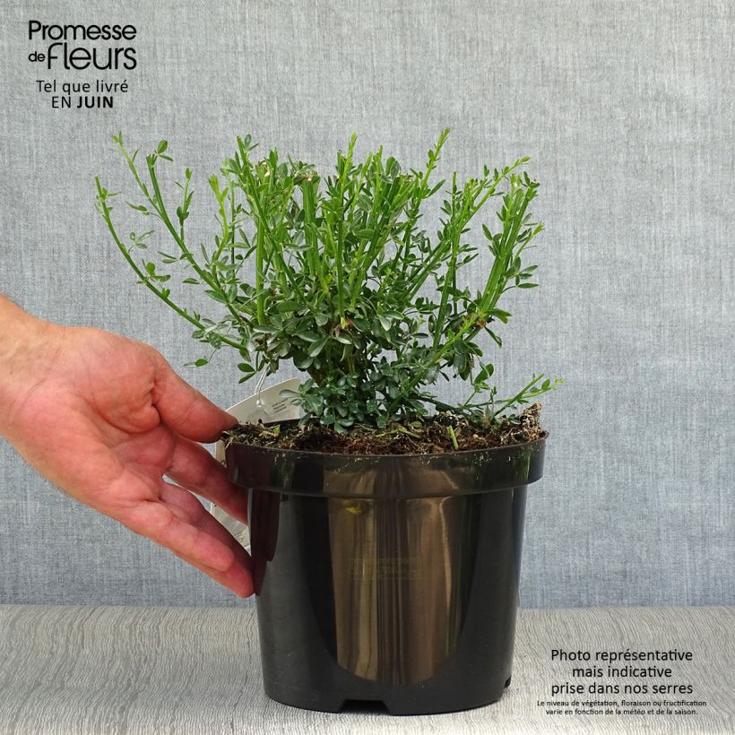 Exemplar von Edelginster Goldfinch - Cytisus scoparius Topf mit 2L/3L wie im Sommer geliefert