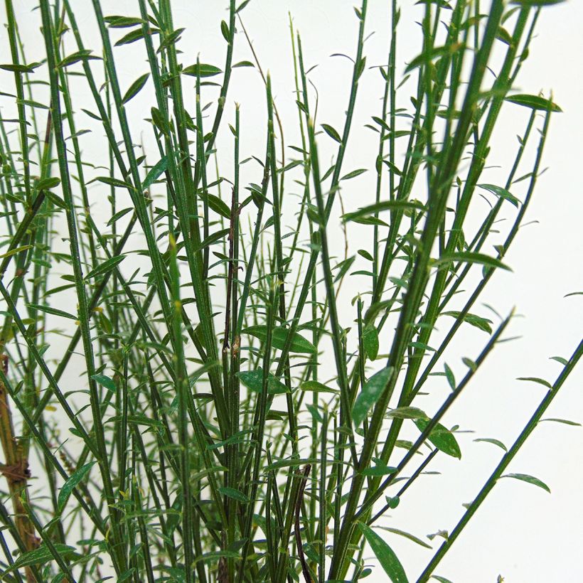 Edelginster Cytisus Lena - Cytisus scoparius (Foliage)