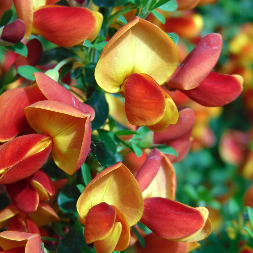 Edelginster Cytisus Lena - Cytisus scoparius (Flowering)