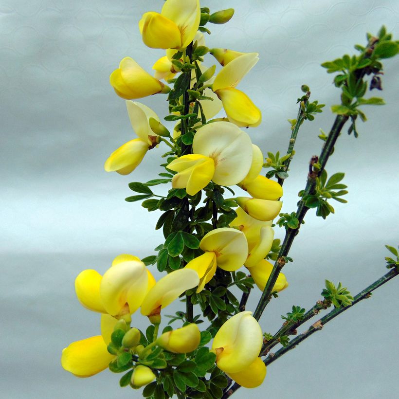 Edelginster Luna - Cytisus scoparius (Flowering)