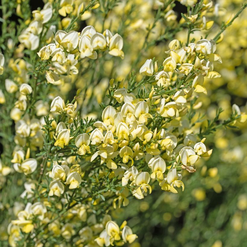 Edelginster Luna - Cytisus scoparius (Blüte)
