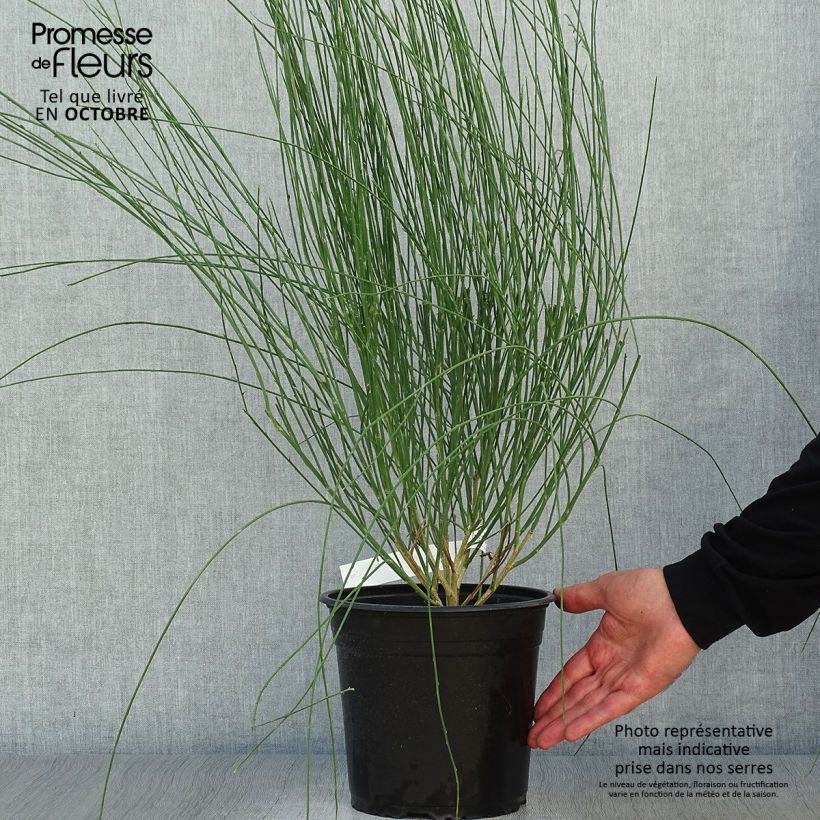 Example of Edelginster Moyclare Pink - Cytisus scoparius Topf mit 4L/5L as you get in automne