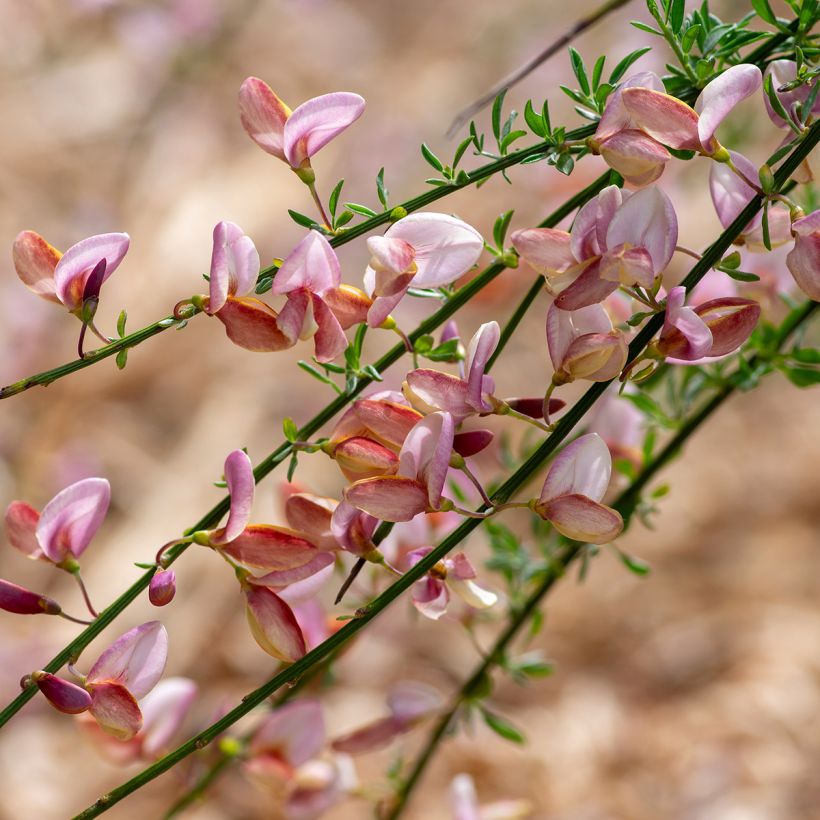 Edelginster Moyclare Pink - Cytisus scoparius (Blüte)