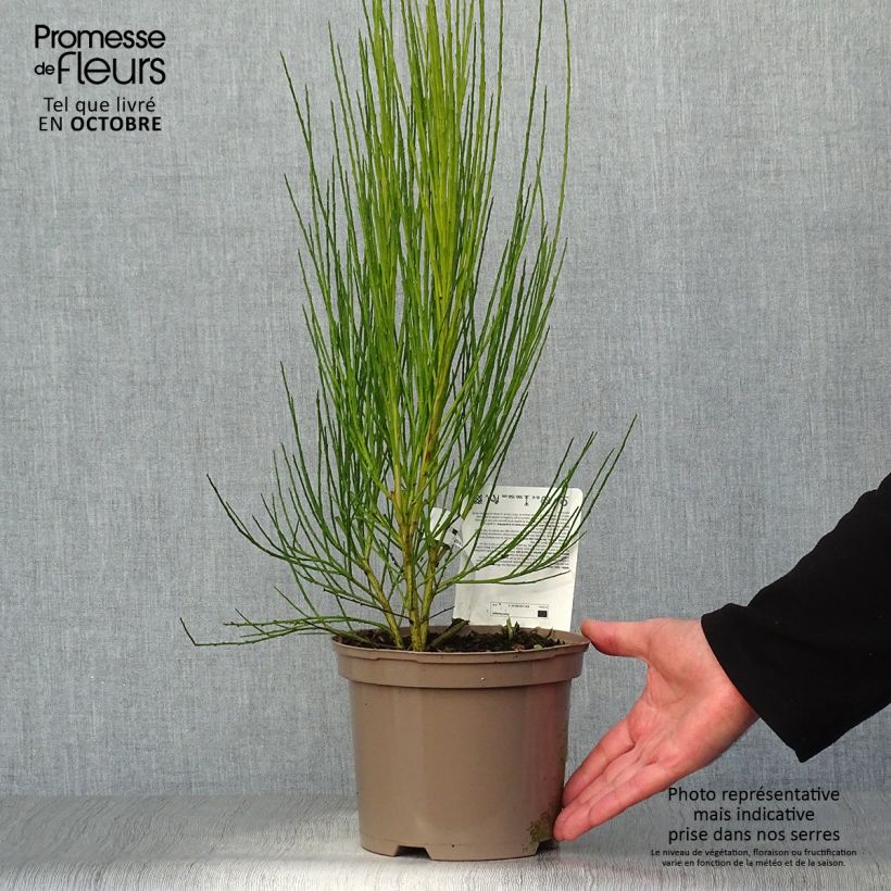 Example of Edelginster Roter Favorit - Cytisus scoparius Topf mit 2L/3L as you get in automne