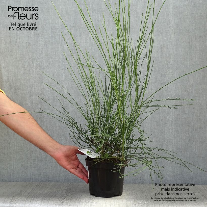 Example of Edelginster Vanesse - Cytisus scoparius Topf mit 2L/3L as you get in automne