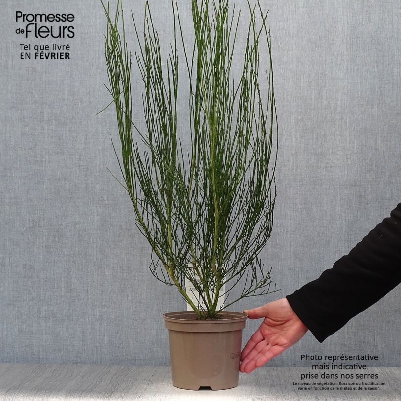 Exemplar von Edelginster Vanesse - Cytisus scoparius Topf mit 2L/3L wie im Winter geliefert