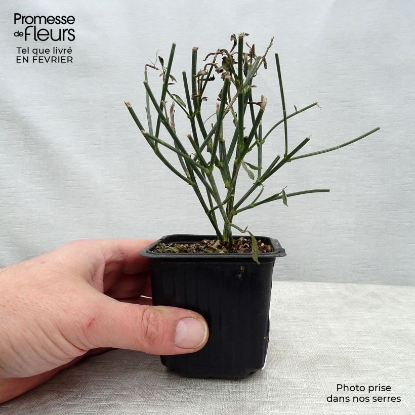 Example of Spartium junceum - Pfriemenginster Kleine Töpfe von 8/9 cm as you get in hiver