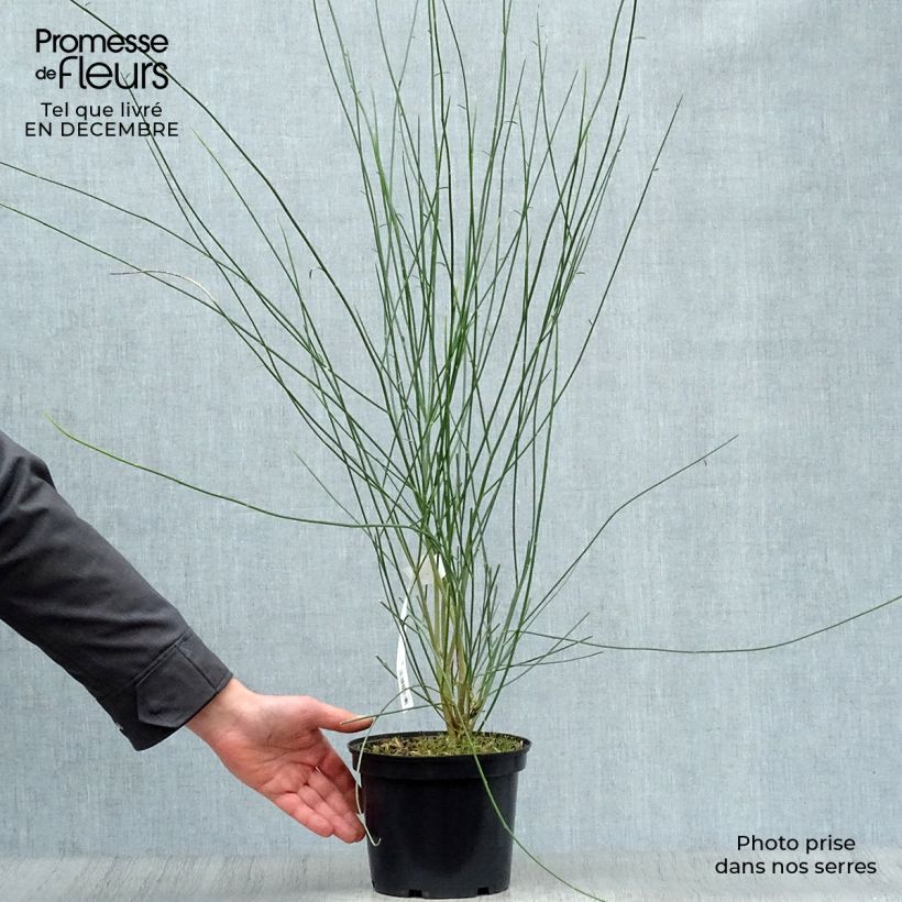 Exemplar von Spartium junceum - Pfriemenginster Topf mit 2L/3L wie im Winter geliefert