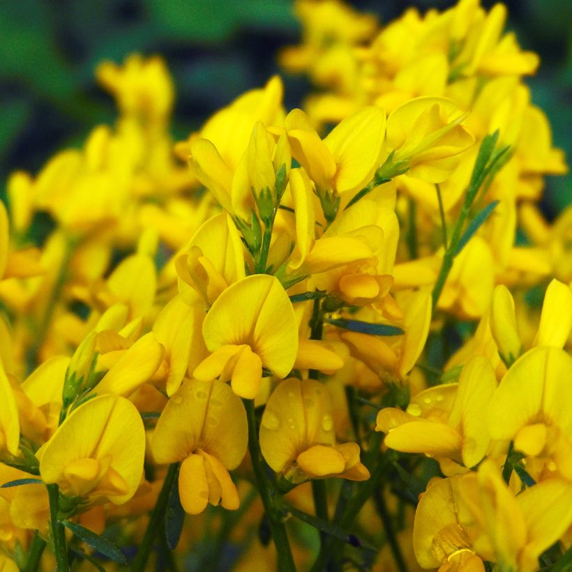 Stein-Ginster - Genista lydia (Flowering)